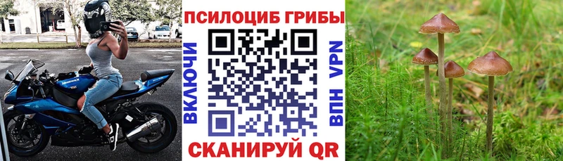 магазин продажи наркотиков  мега сайт  Псилоцибиновые грибы ЛСД  Бородино 